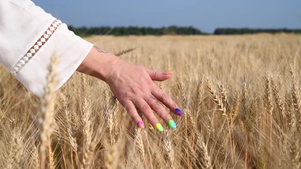 Hand touching ears of wheat