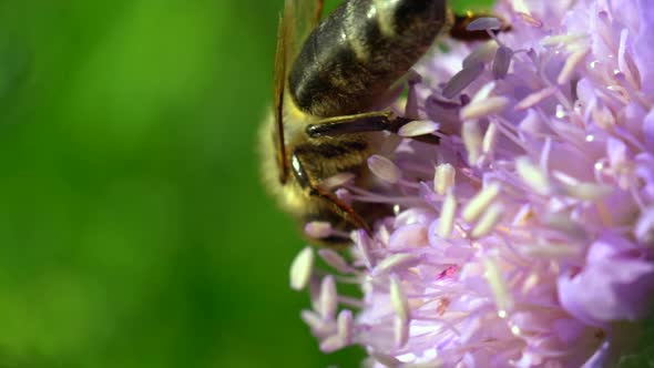 Macro shot showing beautiful bee in flower garden during collecting pollen