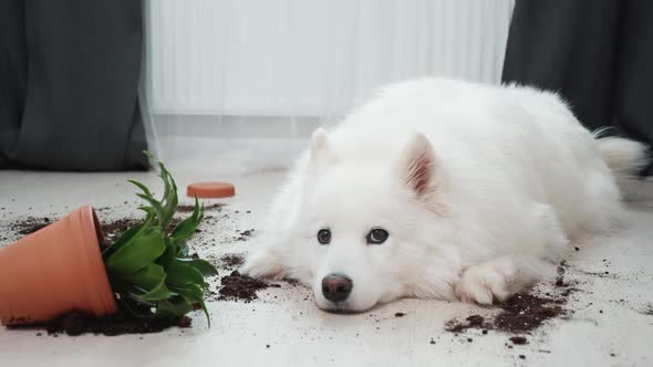 Guilty Dog on the Floor Next to an Overturned Flower