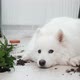 Guilty Dog on the Floor Next to an Overturned Flower - VideoHive Item for Sale