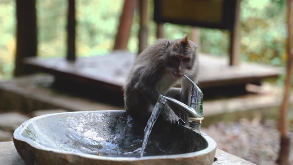 A Balinese Long-Tailed monkey drinks water from a drinking fountain in park