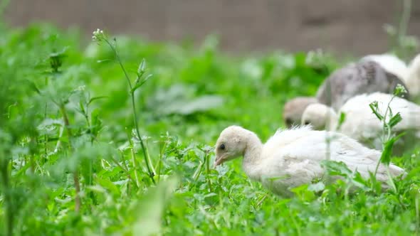 Little Turkeys on the Green Grass