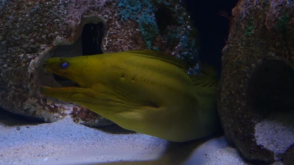 Green moray eel pokes its head out of a crevice of a rock on the sea floor