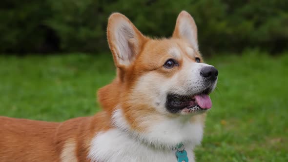 Pembroke Welsh Corgi on Blurred Background of Green Grass