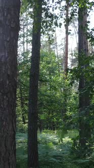 Vertical Video of a Forest with Trees