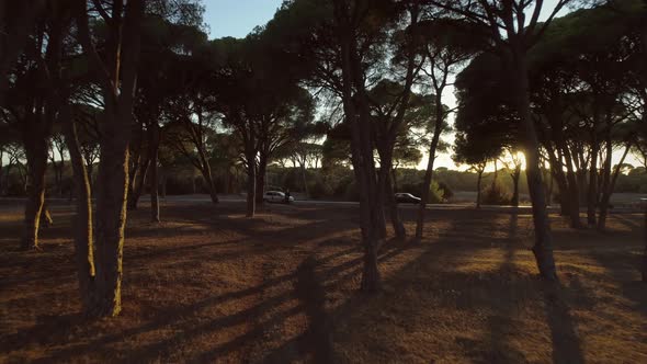 Aerial view of a man flying drone through the trees at sunset in Greece.