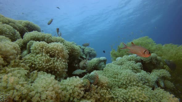 Beautiful Underwater Colorful Life