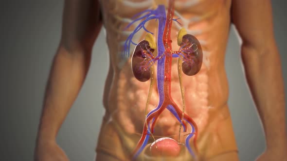 Human Circulatory System Anatomy Animation Concept. 3D