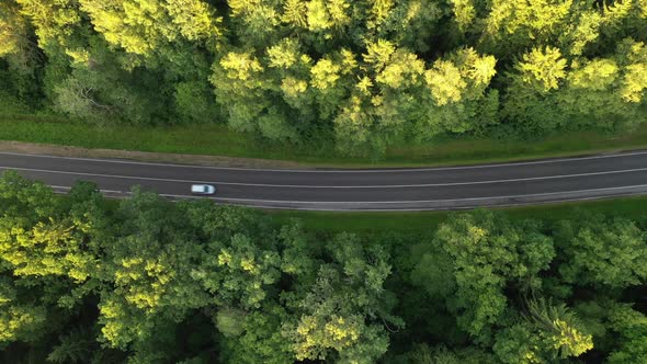 car rides on a forest road top view