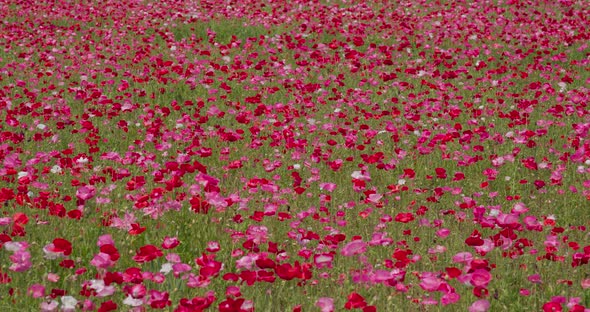 Pink poppy flower garden meadow