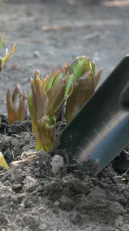 Gardener Hands Digging with Shovel Around Crown Imperial or Fritillaria Imperialis Flower