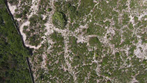 Zanzibar Tanzania  Ocean Shore Covered with Green Thickets Vertical Video Aerial View