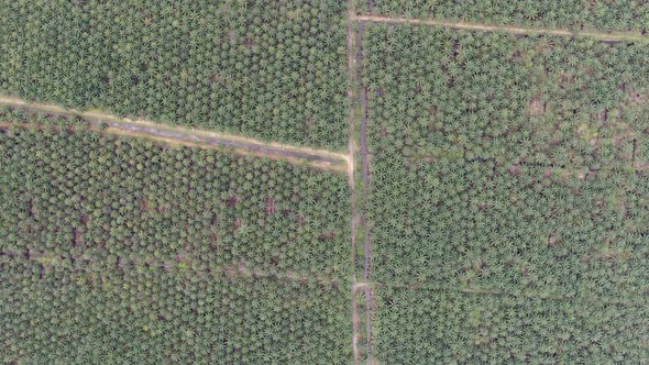 Aerial View of The Palm Oil Estates