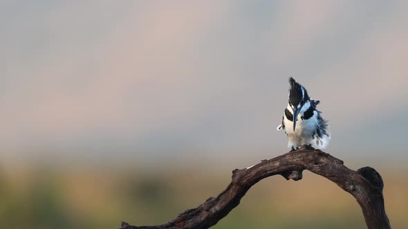 Black and white African Pied Kingfisher perched on branch takes flight