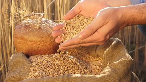 Businessman Checks the Quality of Wheat. Agriculture Concept. Close-up. Farmer's Hands Pour Wheat