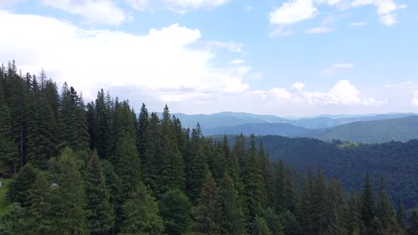 Forest In National Park, Aerial View