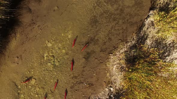 Aerial view of Kokanee Salmon spawning in a small river in Utah