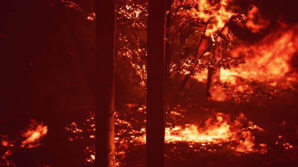 Large Flames of Forest Fire