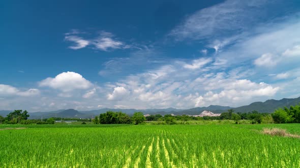 Aerial 4K Large Rice Field Video