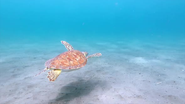 Beautiful turtle swimming unterwater