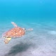 Beautiful turtle swimming unterwater - VideoHive Item for Sale