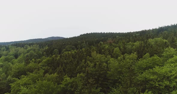 Aerial Shot of Woods Forest Nature Landscape