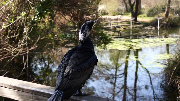 Majestic Black Cormorant sitting on bridge and enjoying nature with natural lake and forest in summe