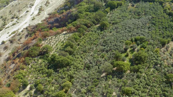 Field of Olive Trees