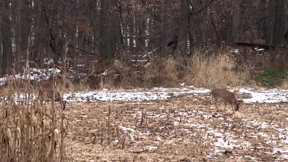 Two whitetail does feeding in a snowy field