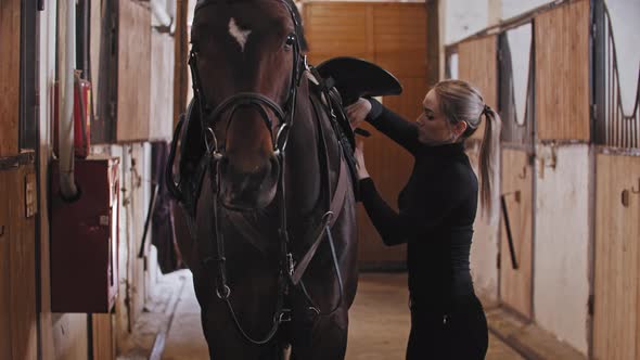 A Horsewoman Fixes Saddle on Horse on Leash in the Stall