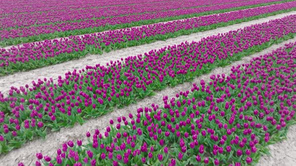 Rows of Purple Tulips in full bloom, Aerial view.