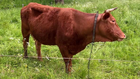 A lone cow grazes in a lush green meadow.