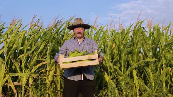 Front View Elderly Farmer Stands in Corn Field and Picks Up Box Crops Male Happy Unrecognizable