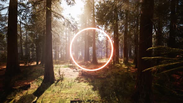 Glowing Red Circle Light in Sunshine Forest
