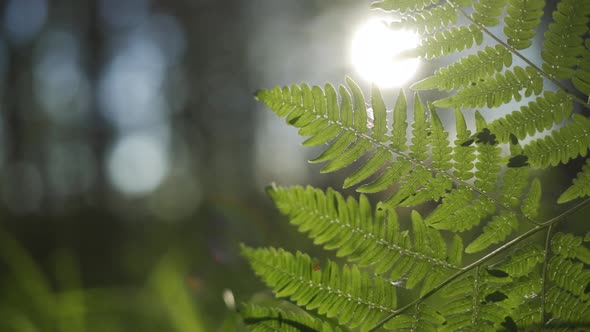 Fern Leaves in the Evening Sun