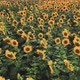Drone shooting sunflower fields in the evening at sunset. - VideoHive Item for Sale