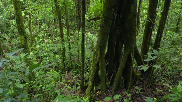 Tree in tropical forest with large roots which is typical for rainforest trees