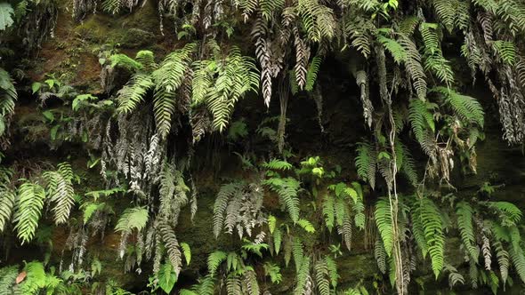 Showing a brown clay wall with a lot of green moss and different shades of green colored ferns