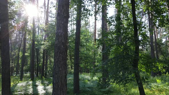 Beautiful Green Forest on a Summer Day Slow Motion