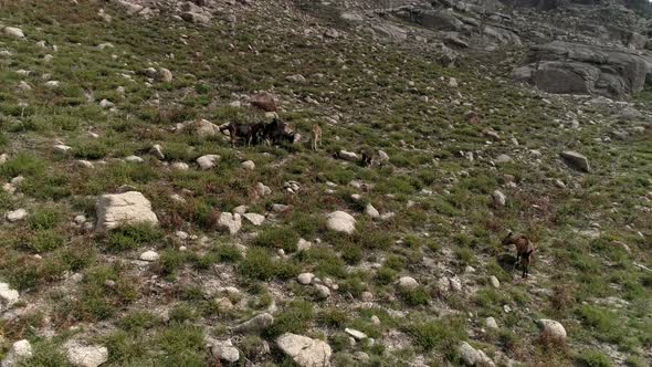 Goats Pasture on Mountains