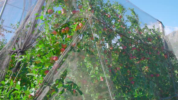 Ripe Fresh Fruits on Lush Apple Trees Grow Covered with Mesh