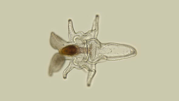 The Larva of the Starfish Asteroidea, Under the Microscope, at the Bipinnaria Stage, the Next Stage