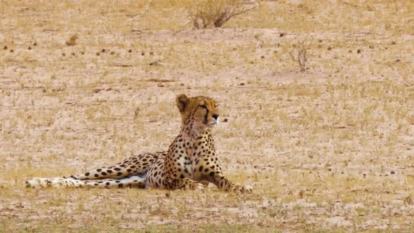 Cheetah Lying Down In The Grass And  Observing Its Surroundings At Daytime In South Africa. - wide s