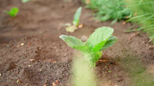 A Young Seedling of White Cabbage Grows in the Soil in a Garden Bed Closeup on a Blurred Background