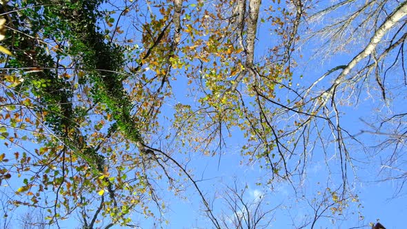 Rolling Tree Fall