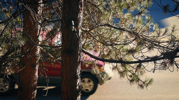 Cars Pass Behind Pine Trees On Sunny Afternoon