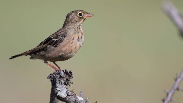 Ortolan Bunting on branch, Emberiza hortulana. In the wild