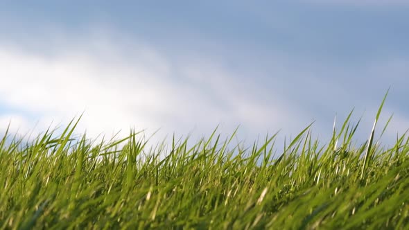 Closeup of Green Grass with Long Blades Swaying Under Strong Wind Growing on Lawn in Summer