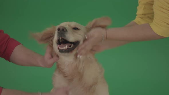 Funny Golden Retriever Owners Stroke From Two Hands Hunter  Dog Isolated On Green Screen 