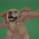 Funny Golden Retriever Owners Stroke From Two Hands Hunter  Dog Isolated On Green Screen  - VideoHive Item for Sale